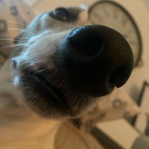 Meet your Posher, Nex